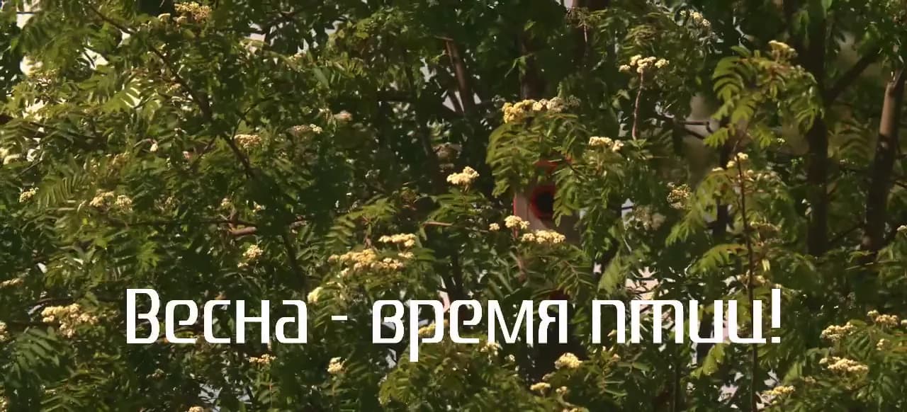 Кадр из видео: Весна - время птиц! Синичник и мухоловки-пеструшки, скворцы на кормушке и воробьи в нашем видео.