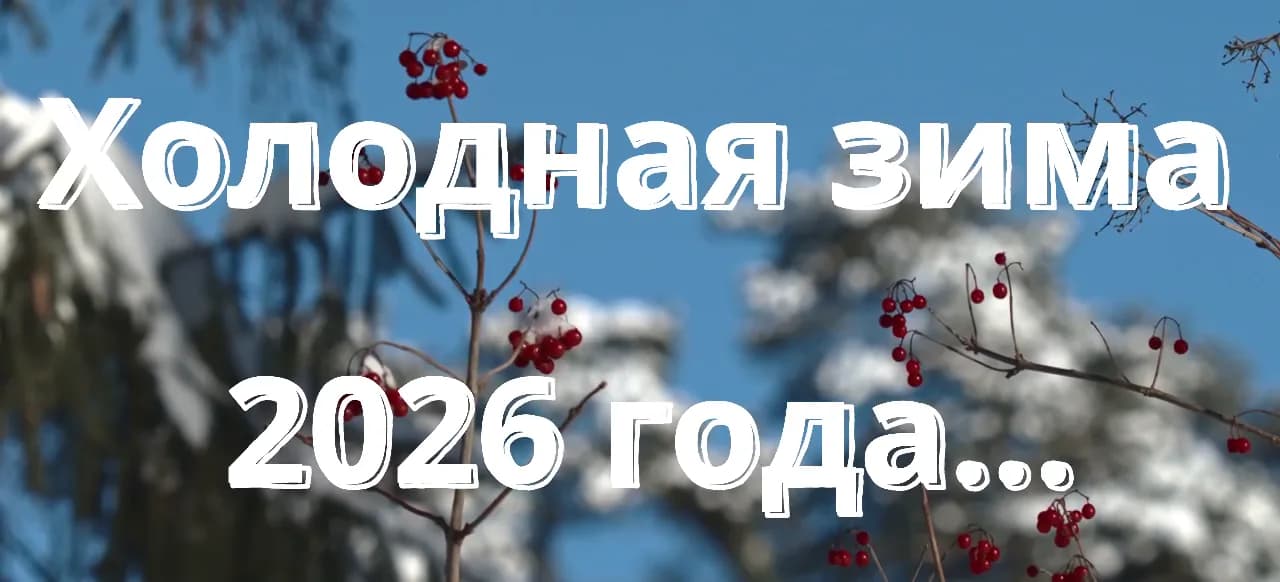 Кадр из видео: ХОЛОДНАЯ ЗИМА 2026 ГОДА Люди и птицы. Зачем нужна подкормка птиц. Кормушки оконные и подвесные.
