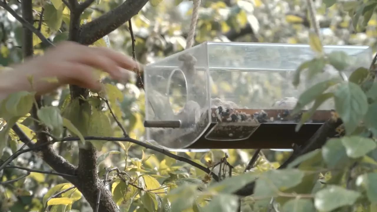Кадр из видео: Подкормка птиц на кормушках круглый год, научный подход! Арт кормушки - забота о птицах и людях!