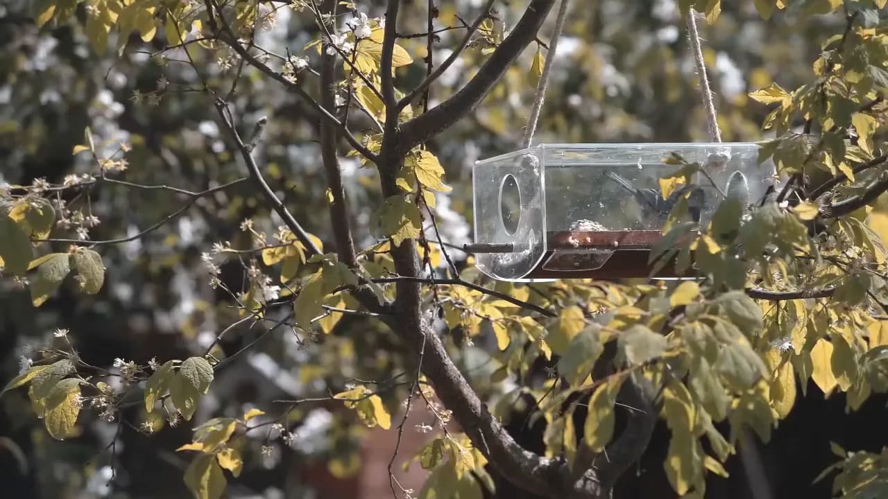 Кадр из видео: Скворцы, подкормка на Арт Кормушке с использованием кормовых шариков! Кормушка для птиц Ковчег Плато