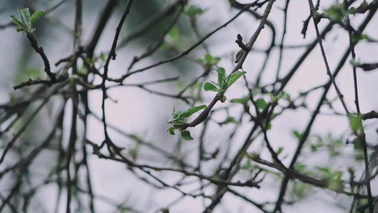 Кадр из видео: Весенняя подкормка птиц! Кормовые шарики. Лазоревка, дятел, воробей, скворец, большая синица.