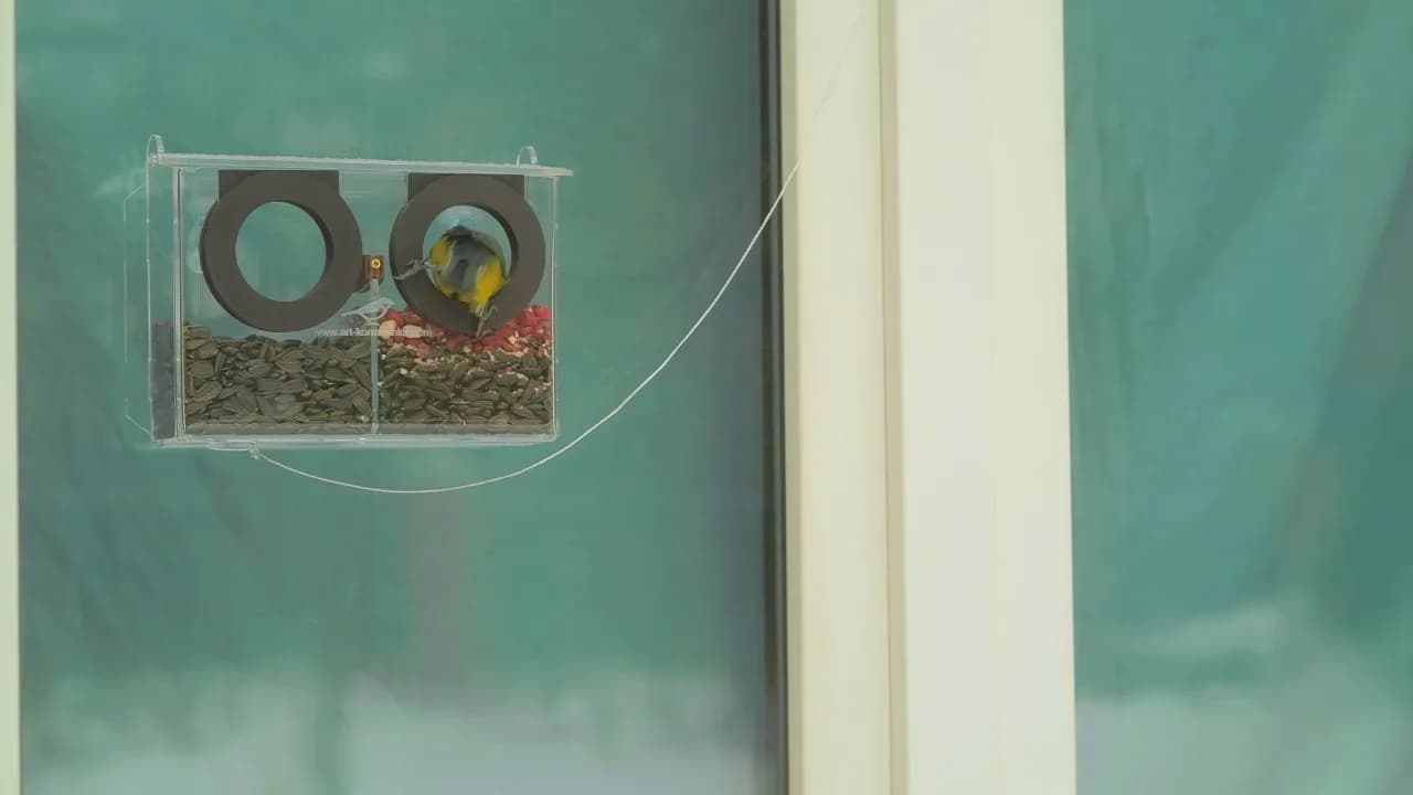 Кадр из видео: Кормушки на присосках, фотокамеры и бинокль. Анти-голубиная крыша, установка на разные кормушки.