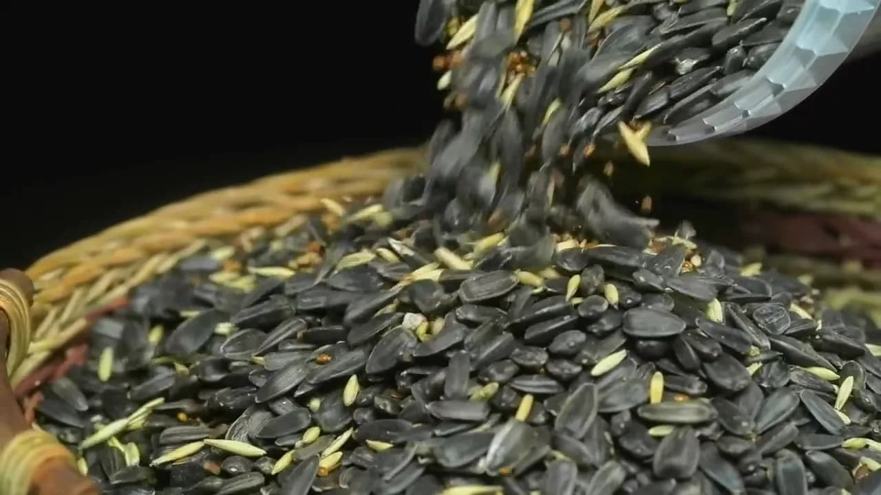 Кадр из видео: КОРМ ДЛЯ ПТИЦ И БЕЛОК