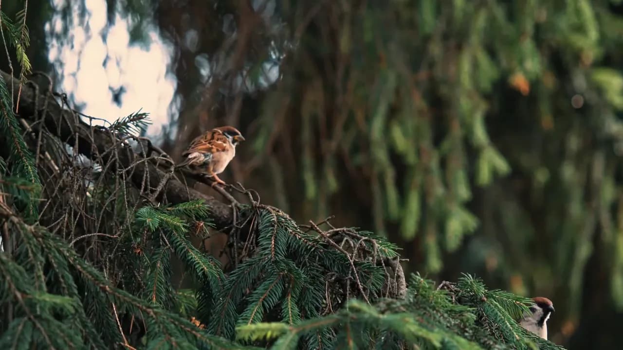 Кадр из видео: Кормим белочек и птиц. Кормушка для белок "Совершенство" и кормушка для кормовых шариков "Квартет".